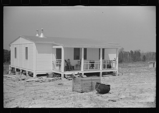 Untitled photo, possibly related to: Cow watching her owners move into their new prefabricated house from the Camp Croft area. Pacolet, South Carolina