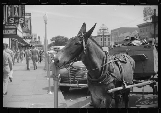 Mule on main street in Columbus, Georgia