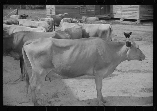 Untitled photo, possibly related to: Dairy cows on a farm in Greene County, Georgia