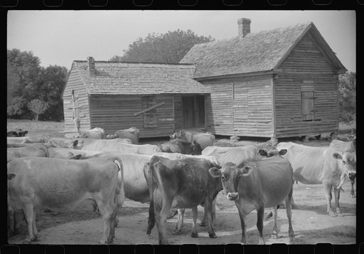 Dairy cows on a farm in Greene County, Georgia