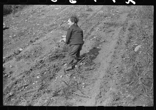 Untitled photo, possibly related to: One of the children of William Gaynor, FSA (Farm Security Administration) dairy farmer, picking up potatoes on their farm near Fairfield, Vermont