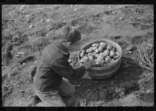 One of the children of William Gaynor, FSA (Farm Security Administration) dairy farmer, picking up potatoes on their farm near Fairfield, Vermont