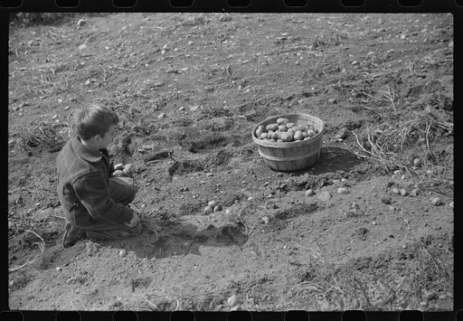Untitled photo, possibly related to: One of the children of William Gaynor, FSA (Farm Security Administration) dairy farmer, picking up potatoes on their farm near Fairfield, Vermont