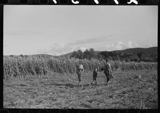 Willian Gaynor and two of his boys going home after an afternoon of picking up potatoes on their farm near Fairfield, Vermont