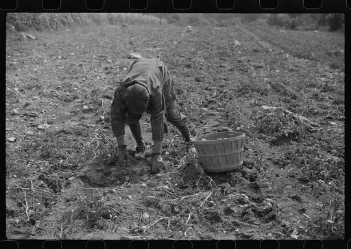 William Gaynor, FSA (Farm Security Administration) dairy farmer, picking up potatoes on his farm near Fairfield, Vermont
