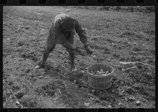Untitled photo, possibly related to: William Gaynor, FSA (Farm Security Administration) dairy farmer, picking up potatoes on his farm near Fairfield, Vermont