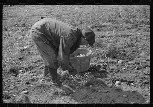Untitled photo, possibly related to: William Gaynor, FSA (Farm Security Administration) dairy farmer, picking up potatoes on his farm near Fairfield, Vermont