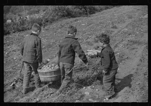 Children of William Gaynor, FSA (Farm Security Administration) dairy farmer, picking up potatoes on their farm near Fairfield, Vermont