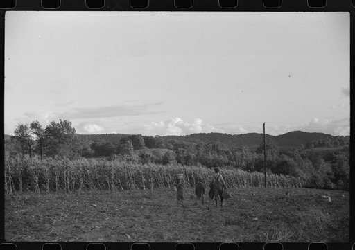 Untitled photo, possibly related to: Children of William Gaynor, FSA (Farm Security Administration) dairy farmer, picking up potatoes on their farm near Fairfield, Vermont