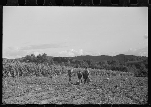 Untitled photo, possibly related to: Children of William Gaynor, FSA (Farm Security Administration) dairy farmer, picking up potatoes on their farm near Fairfield, Vermont