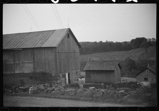 Untitled photo, possibly related to: Cows going into the barn early in the morning on the farm of William Gaynor, FSA (Farm Security Administration) dairy farmer, Fairfield, Vermont