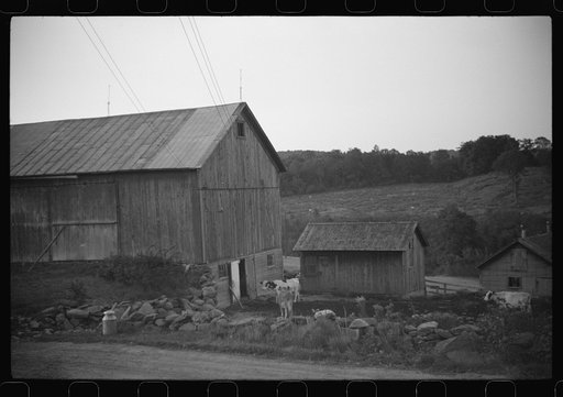 Untitled photo, possibly related to: Cows going into the barn early in the morning on the farm of William Gaynor, FSA (Farm Security Administration) dairy farmer, Fairfield, Vermont