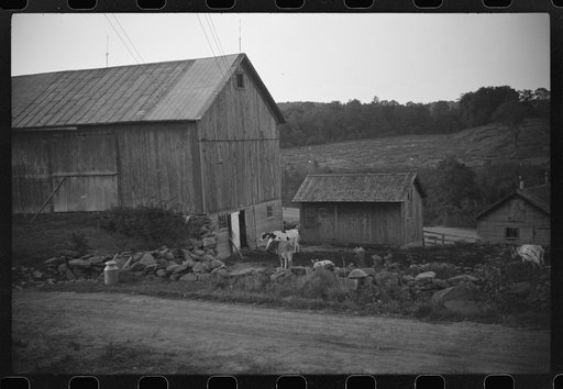 Untitled photo, possibly related to: Cows going into the barn early in the morning on the farm of William Gaynor, FSA (Farm Security Administration) dairy farmer, Fairfield, Vermont