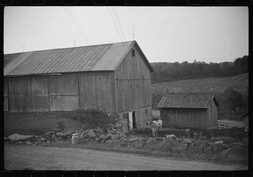Untitled photo, possibly related to: Cows going into the barn early in the morning on the farm of William Gaynor, FSA (Farm Security Administration) dairy farmer, Fairfield, Vermont