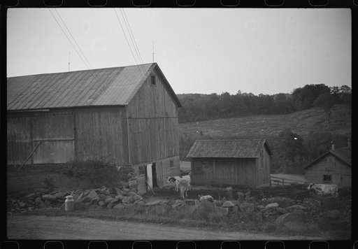 Cows going into the barn early in the morning on the farm of William Gaynor, FSA (Farm Security Administration) dairy farmer, Fairfield, Vermont