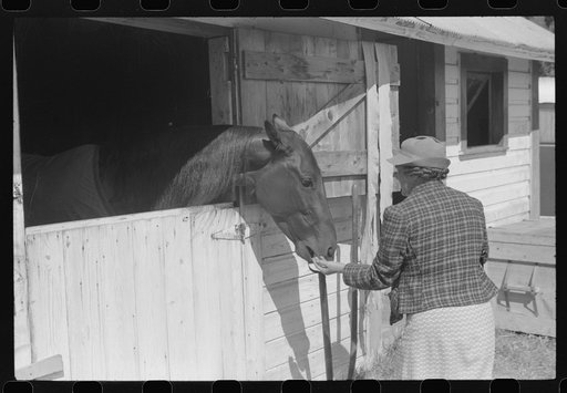 At the stables by the sulky racetrack at the "World's Fair" in Tunbridge, Vermont