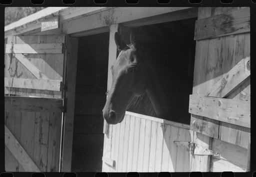 Untitled photo, possibly related to: At the stables by the sulky racetrack at the "World's Fair" in Tunbridge, Vermont