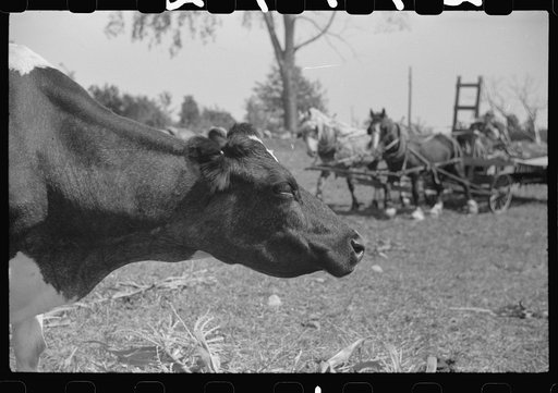 Untitled photo, possibly related to: Cow chewing corn on a farm near Fairfield, Vermont