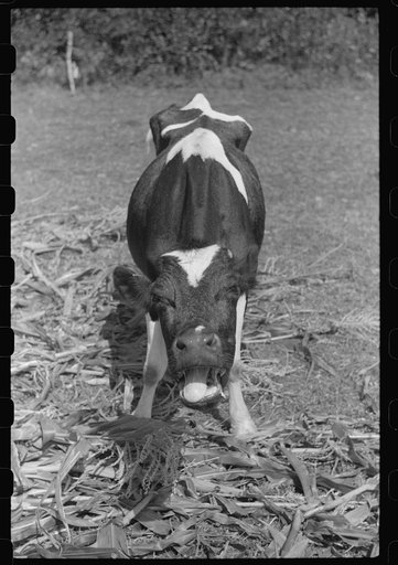 Cow chewing corn on a farm near Fairfield, Vermont