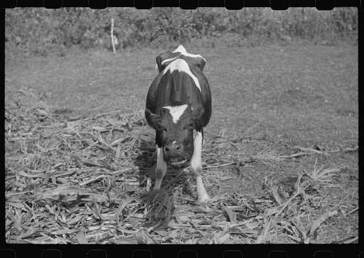 Untitled photo, possibly related to: Cow chewing corn on a farm near Fairfield, Vermont