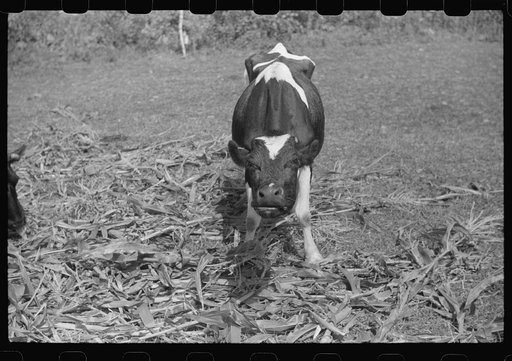 Untitled photo, possibly related to: Cow chewing corn on a farm near Fairfield, Vermont