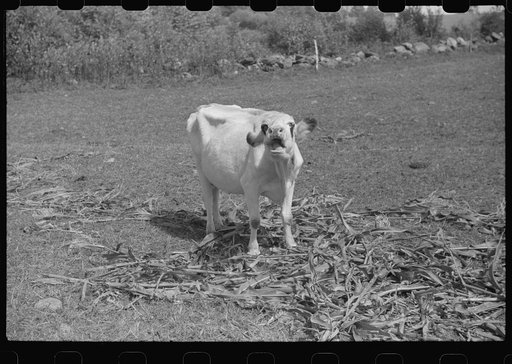 Cow chewing corn on a farm near Fairfield, Vermont