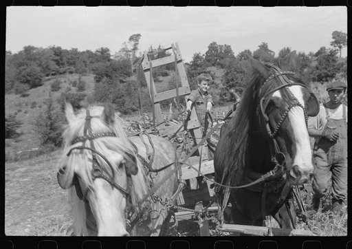 Untitled photo, possibly related to: Johnny Gaynor driving a team of horses on the Gaynor farm near Fairfield, Vermont