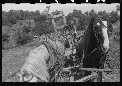 Untitled photo, possibly related to: Johnny Gaynor driving a team of horses on the Gaynor farm near Fairfield, Vermont