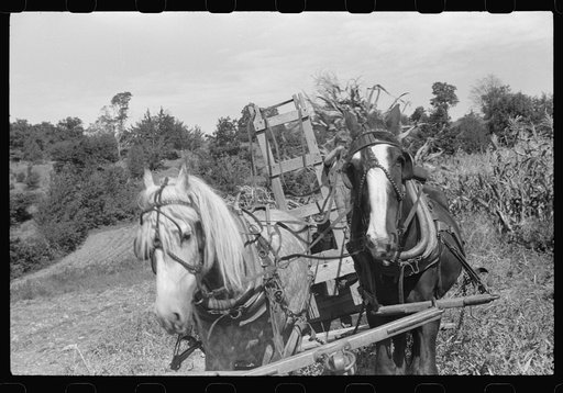 Untitled photo, possibly related to: Johnny Gaynor driving a team of horses on the Gaynor farm near Fairfield, Vermont