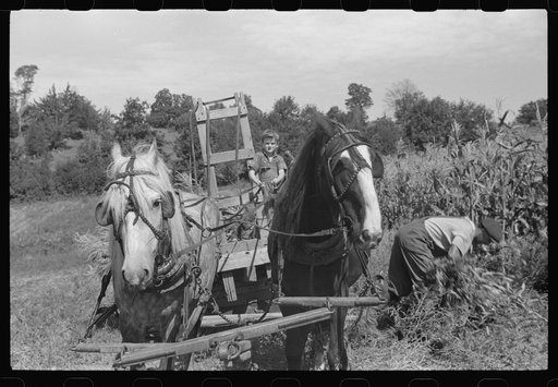 Untitled photo, possibly related to: Johnny Gaynor driving a team of horses on the Gaynor farm near Fairfield, Vermont