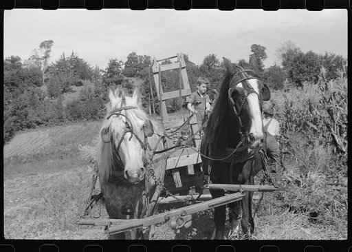 Untitled photo, possibly related to: Johnny Gaynor driving a team of horses on the Gaynor farm near Fairfield, Vermont