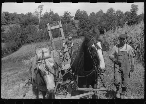 Untitled photo, possibly related to: Johnny Gaynor driving a team of horses on the Gaynor farm near Fairfield, Vermont