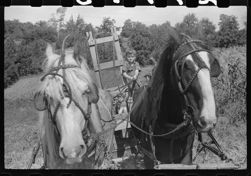 Johnny Gaynor driving a team of horses on the Gaynor farm near Fairfield, Vermont