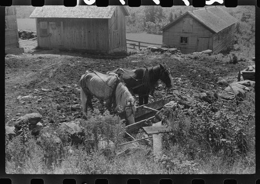 Untitled photo, possibly related to: Mr. William Gaynor watering the horses on his farm near Fairfield, Vermont