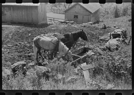Horses drinking water on the Gaynor farm near Fairfield, Vermont