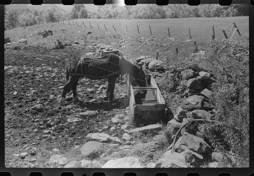 Untitled photo, possibly related to: Horses drinking water on the Gaynor farm near Fairfield, Vermont