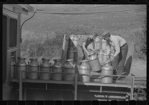 Opening milk cans at the United Farmers Coop Creamery in East Berkshire, Vermont