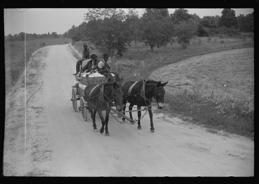 Bringing a wagonload of cotton in to the gin, Greene County, Georgia