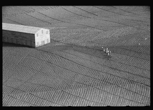 Cultivating tobacco on P.R.R.A. agricultural experimental area near Cayey, Puerto Rico