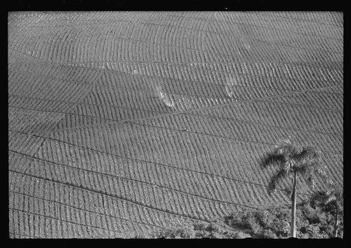 Untitled photo, possibly related to: Cultivating tobacco on P.R.R.A. agricultural experimental area near Cayey, Puerto Rico