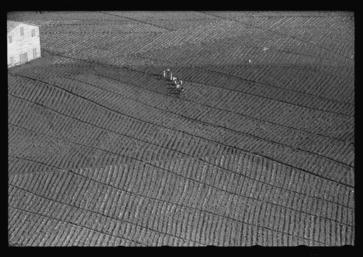 Untitled photo, possibly related to: Cultivating tobacco on P.R.R.A. agricultural experimental area near Cayey, Puerto Rico
