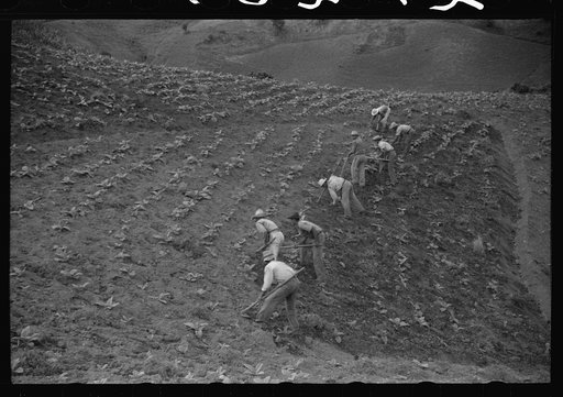 Untitled photo, possibly related to: Cultivating tobacco in a field near Barranquitas, Puerto Rico
