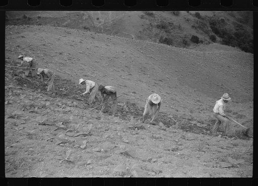 Untitled photo, possibly related to: Cultivating tobacco in a field near Barranquitas, Puerto Rico