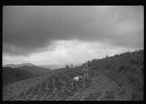 Cultivating tobacco in a field near Barranquitas, Puerto Rico
