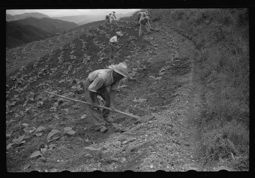 Untitled photo, possibly related to: Cultivating tobacco in a field near Barranquitas, Puerto Rico
