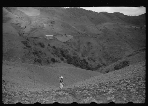 Cultivating tobacco in a field near Barranquitas, Puerto Rico