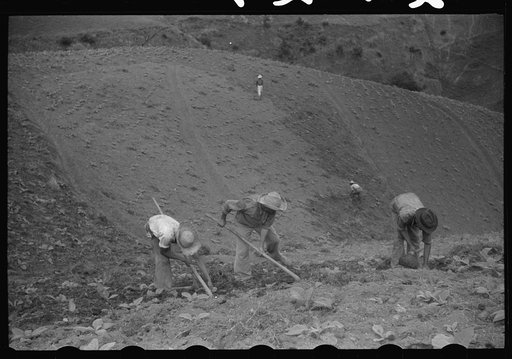 Cultivating tobacco in a field near Barranquitas, Puerto Rico