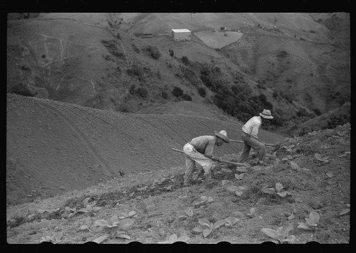 Cultivating tobacco in a field near Barranquitas, Puerto Rico