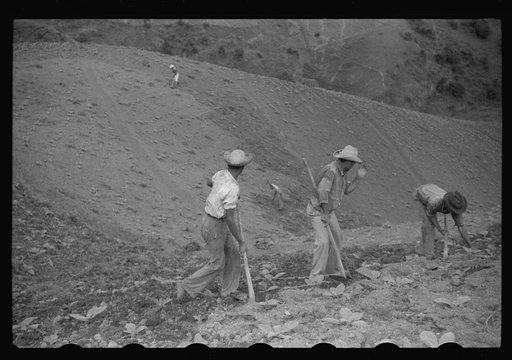 Cultivating tobacco in a field near Barranquitas, Puerto Rico