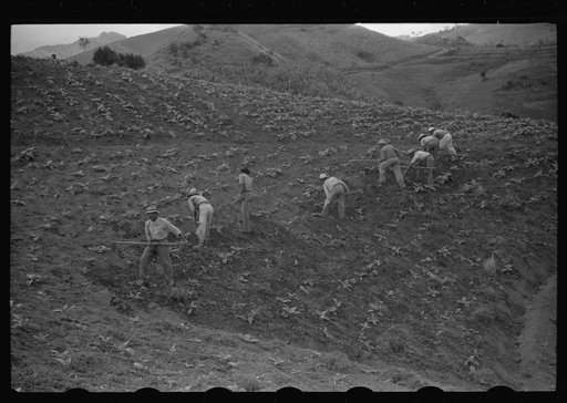 Cultivating tobacco in a field near Barranquitas, Puerto Rico